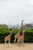 Taronga Zoo