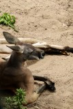 Kangoeroe