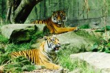 Tigers