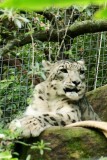 Snow leopard