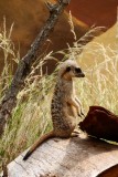 Taronga Zoo
