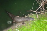 Alligator