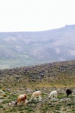 Colca Canyon