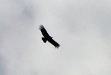 Condor