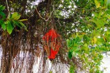 Lampion