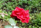 Da Lat rose