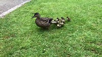 Ducklings in Zealandia