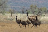 IMG_5521