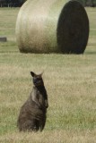 IMG_0229