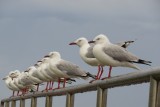 IMG_0506