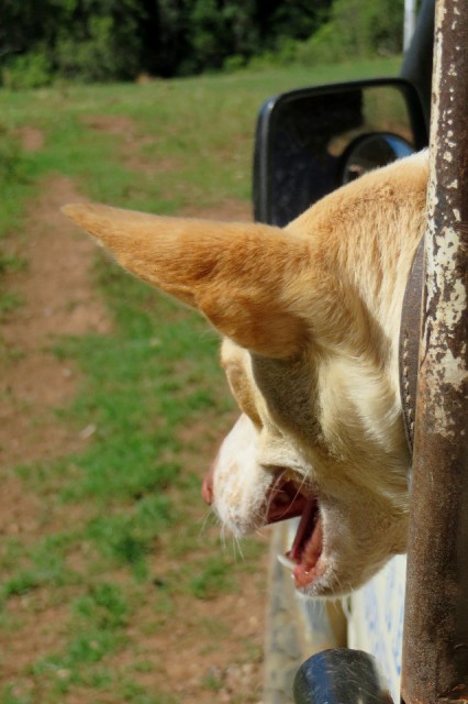 IMG_1118