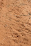IMG_4271