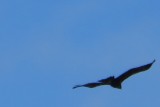IMG_6658