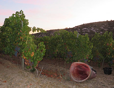 IMG_7900