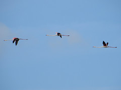 IMG_7993