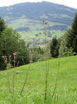 IMG_1169