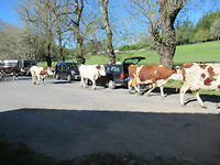 IMG_0386