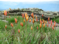 IMG_0490 (2)