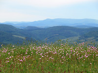 IMG_0493 (2)