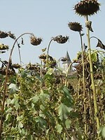 IMG_6080