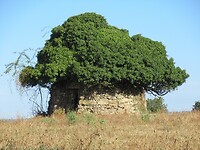 IMG_6016