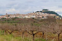 IMG_1781