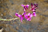 IMG_2312