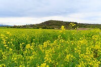 IMG_3277