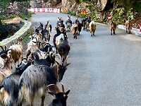 IMG_3996