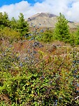 IMG_4028