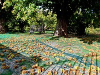IMG_4032