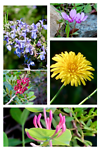 Brown Aesthetic Nature Autumn Photo Collage - 1
