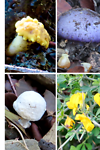 Brown Aesthetic Nature Autumn Photo Collage - 1