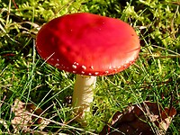 IMG_4364