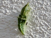IMG_4720