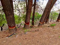 IMG_4724