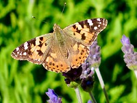 IMG_4950