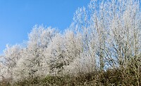IMG_6419