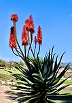 IMG_6966