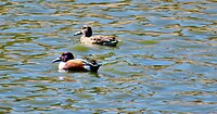 IMG_6967