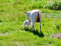 IMG_7015