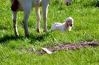 IMG_7010