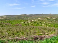 IMG_7374