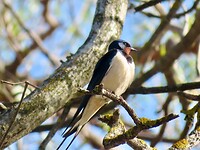 IMG_7384