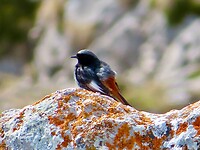 IMG_7887