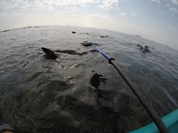 Zeehondentour 2