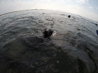 Zeehondentour