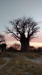 Onze baobab boom