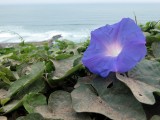 Bindweed flower