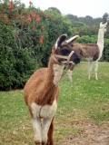 Peruvian lama